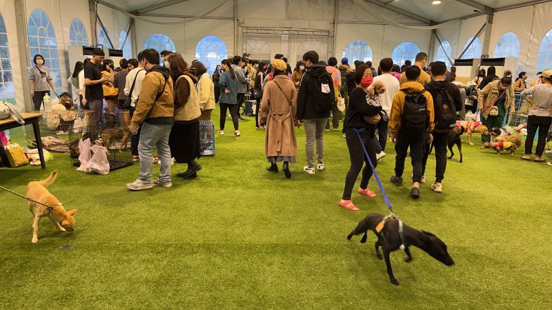 ▲全台毛小孩即將超過300萬隻，業者與流浪動物之家於圓山花博園區舉辦嘉年華活動，希望能藉此推廣寵物強制險、重症長照險及身份認證等制度立法明定。（圖／主辦單位提供）