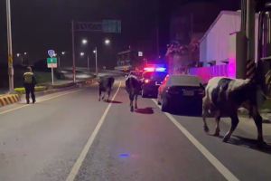 牧場柵欄鬆脫！乳牛群半夜集體逛大街　台南警急疏導交通
