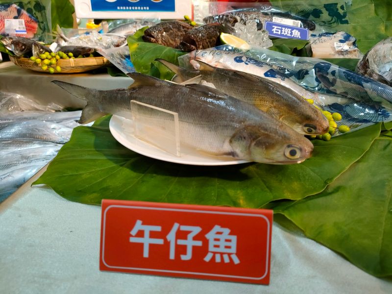 ▲漁業署指出，去（111）年12月8日起受中國大陸禁運影響午仔魚輸銷，漁業署現已規劃推動相關內外銷產銷因應措施。（圖／記者許若茵攝）
