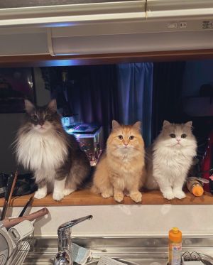 ▲推主家養有三隻貓。（圖／Twitter：NEKOLAND13）