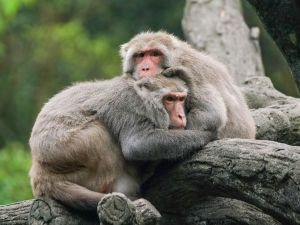 ▲臺灣獼猴：抱在一起取暖最舒服了（圖／臺北市立動物園授權提供,詹德川攝）
