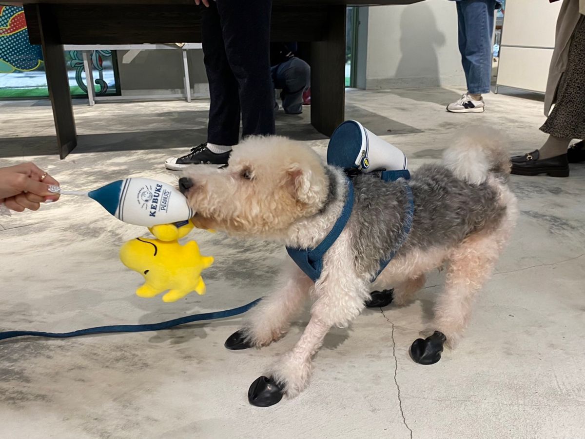 ▲可不可熟成紅茶x史努比，超狂打造全系列40款週邊商品，聯名杯、環保杯、飲料提袋到生活好物通通有，引爆網路熱夯話題。第二波超可愛「寵物話題」系列，與「Something Studio三牲工作室＃浪我帶你回家計畫」團隊合作，打造專屬萌寵的飯碗、玩具和地墊，主子背上可不可經典藍白杯有夠萌，還有全台限量1組的隱藏版「迷你狗屋門市」一定要搶。（圖／記者蕭涵云攝）
