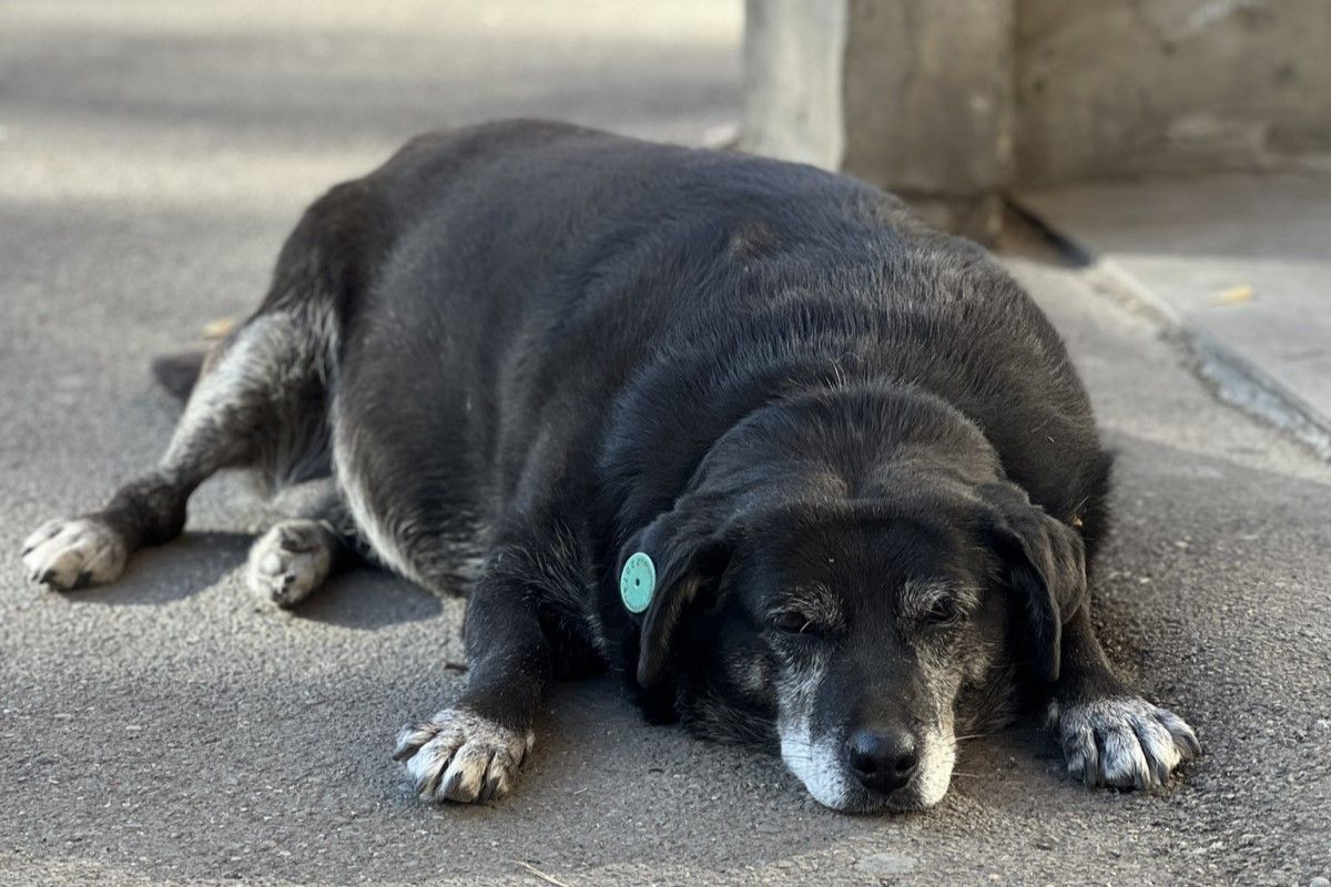 ▲Google地標上有隻胖黑狗，網友狂推5星找真身：「太可愛了」。（圖／Twitter：lampimampi） 