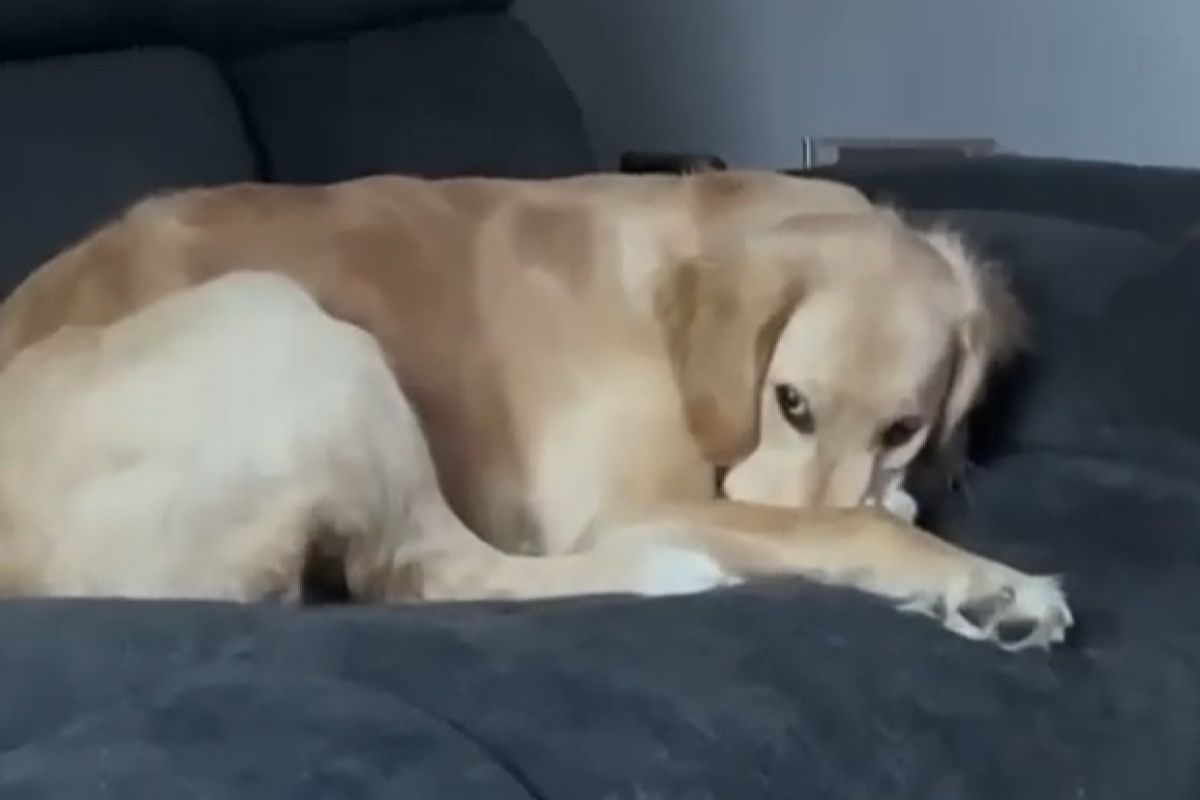 ▲狗一抬頭懷裡蹦出小驚喜，牠掙扎啊啊叫：「終於能呼吸」。（圖／Youtube：viralhog）