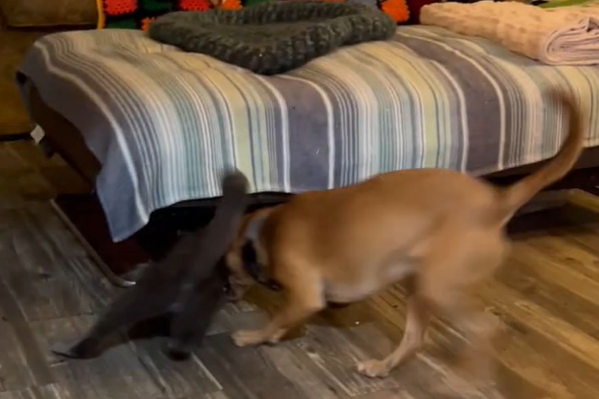 ▲貓能量爆發突然倒著身體跑椅子，狗看傻狂阻止：「你瘋了？」（圖／Youtube：viralhog）