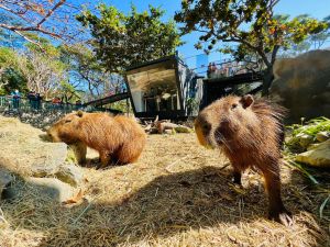 ▲園方日前曝光園內「最萌生力軍」水豚君的狀況，首波來到壽山動物園的「翠絲」、「胡迪」、「爸爸」、「媽媽」和「阿姨」等5隻水豚適應情形良好，已經準備好與大小朋友見面。（圖／取自壽山動物園臉書）