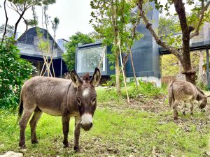 還有驢子界「柯基矮萌」之稱的迷你驢,性格溫馴,喜好群居,這群來自彰化的動物新朋友也在山形屋旁的友善動物區與迷你馬、台灣黃牛和羊駝混養共生。 ▲還有驢子界「柯基矮萌」之稱的迷你驢,性格溫馴,喜好群居,這群來自彰化的動物新朋友也在山形屋旁的友善動物區與迷你馬、台灣黃牛和羊駝混養共生。(圖/取自壽山動物園臉書)