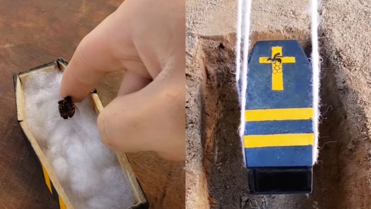 ▲國外有位藝術家，陸續替蜜蜂、蟑螂的遺骸量身打造棺材，甚至還舉辦了隆重的葬禮。（圖/AP美聯社/Viral Press）