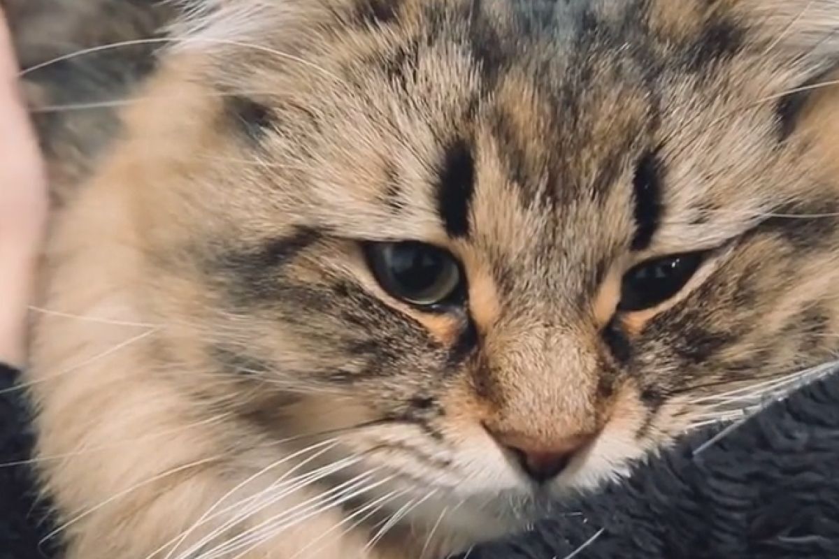 ▲飼主僅出門15分鐘，回家受貓強烈歡迎，緊抱呼嚕撒嬌不停。（圖／TiKTok：ymnc_rf）