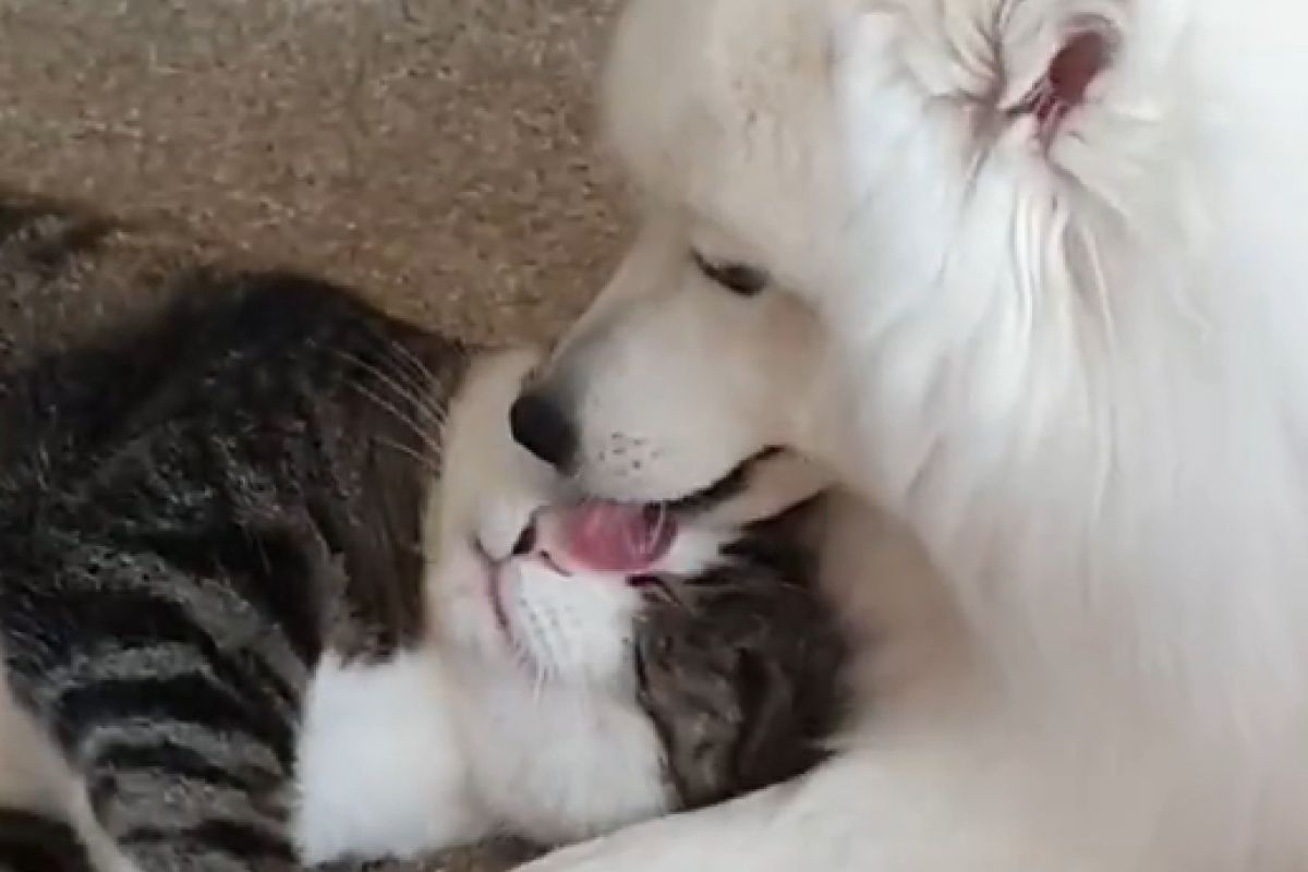 ▲被狗寵壞的貓咪，爽躺膝枕並享受甜蜜清潔：「不想分開啦」。（圖／Youtube：viralhog） 