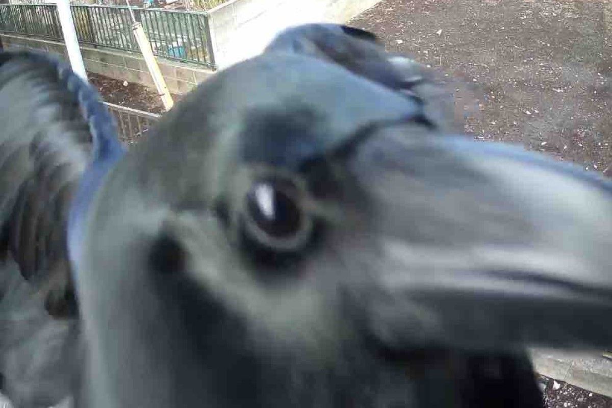 ▲監視器提示鏡頭被干擾，一開有大黑臉蹦出：「你在拍我嗎？」（圖／Twitter：hana922）