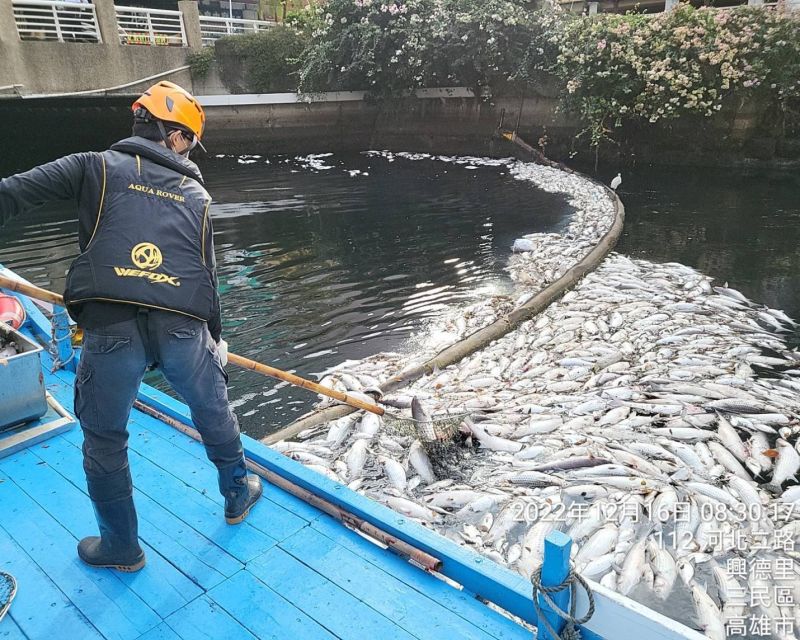 ▲清潔人員執行河面魚屍清理作業。（圖／高雄市環保局提供）