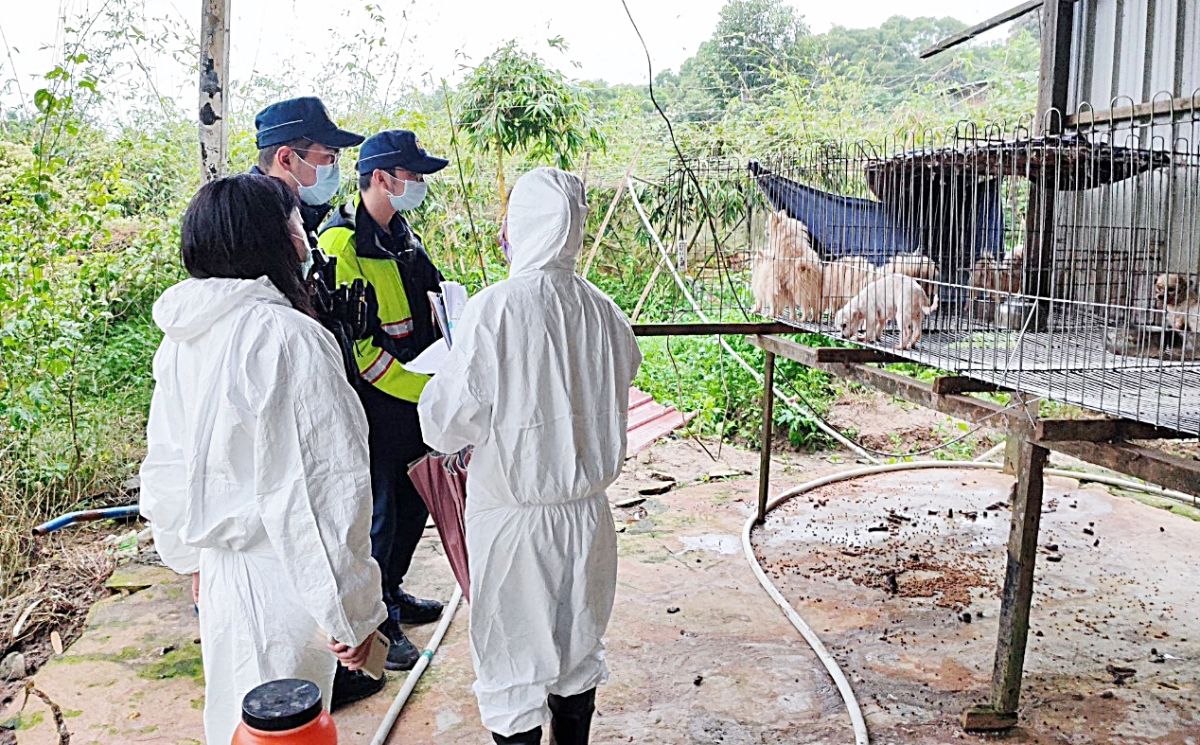 ▲動保處人員進入狗場時發現狗場內有博美、西施與馬爾濟斯等小型犬，但飼養環境非常惡劣充斥糞便惡臭，且開放空間不足，狗兒毛髮凌亂且多數有皮膚病。（圖／記者李春台翻攝）