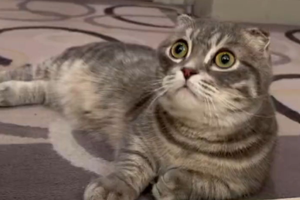 ▲貓咪首次目擊飼主洗澡，超狂反應笑翻網友：「你還好嗎？」。（圖／Twitter：shake_1121）