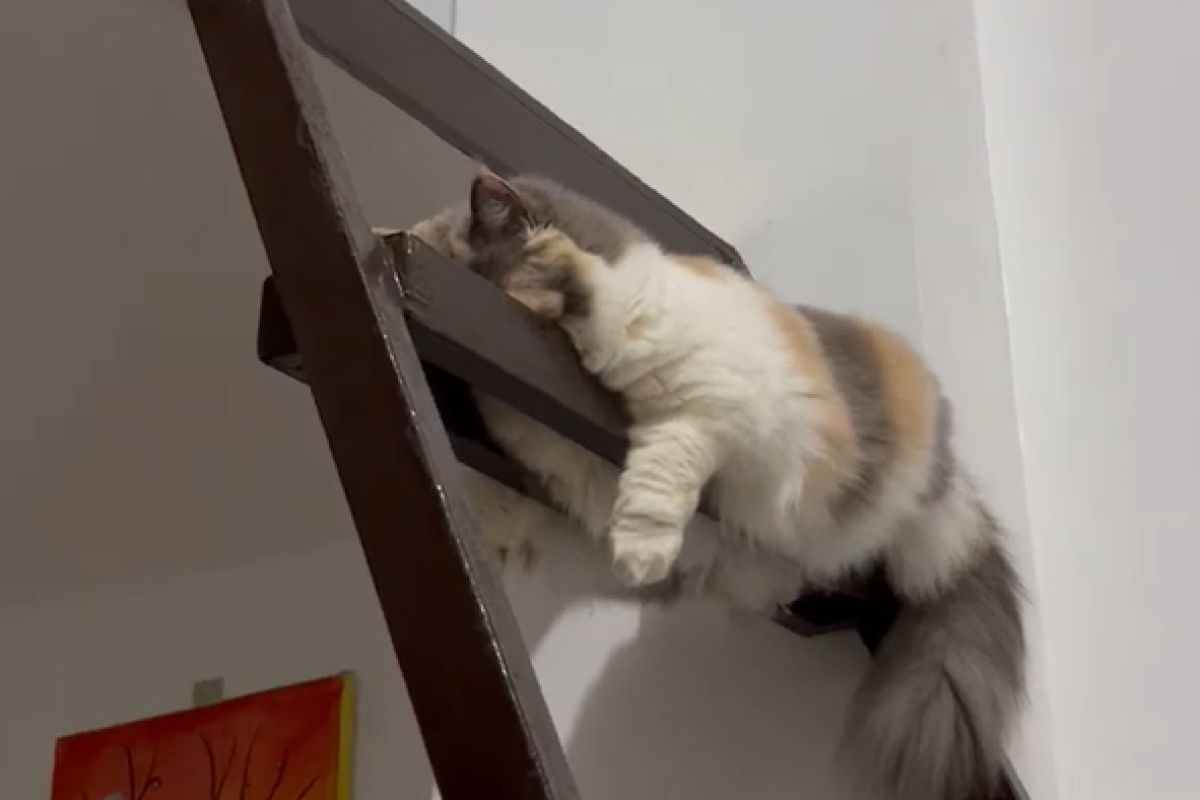 ▲遠看貓咪在睡覺，近看飼主嚇一大跳，奇葩休息法笑翻人。（圖／Youtube：viralhog）