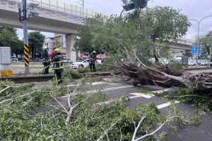 狂風襲來！台中市區「大樹整棵倒馬路」　路過車輛被掃中
