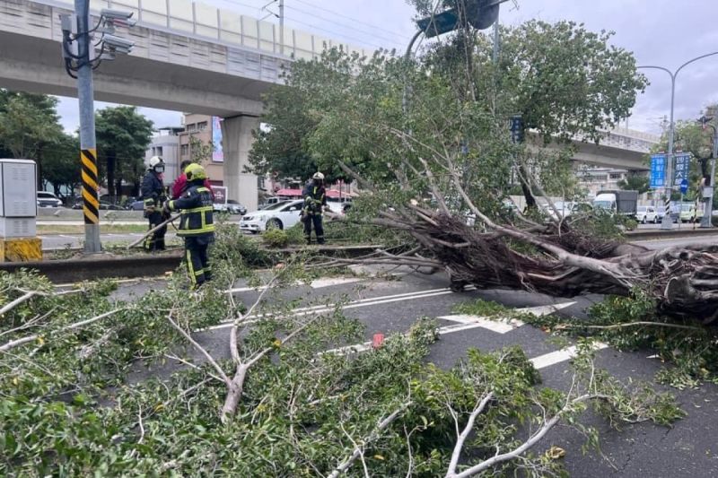 ▲狂風襲來，台中市區大樹整棵倒在馬路上，路過車輛意外被掃中。（圖／臉書社團《福平里大小事》）