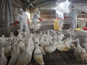 嘉義東石「1鴨場、1鵝場」爆H5N1禽流感！5千隻遭撲殺
