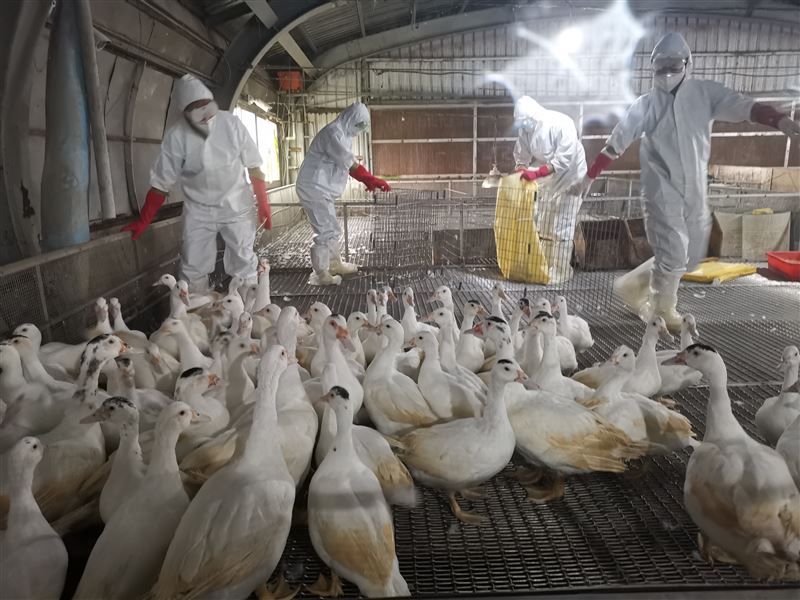 ▲嘉義東石「1肉鴨場、1肉鵝場」確診H5N1禽流感。（圖／防檢局）