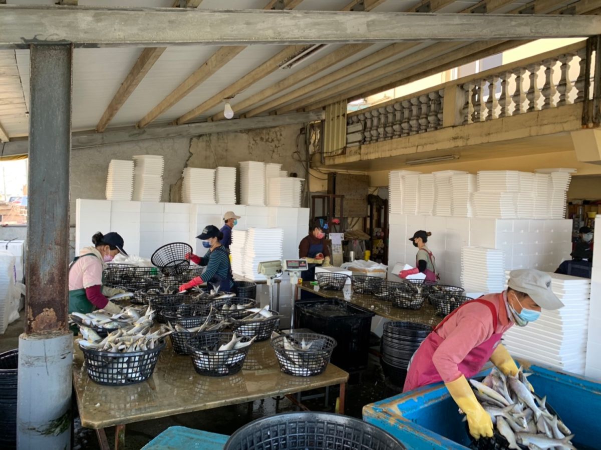 ▲中國海關總署自8日起暫停台灣午仔魚輸銷中國，根據漁業署統計，今年還有4200公噸午仔魚需要轉銷其他通路。（圖／屏東縣海洋及漁業事務管理所提供）