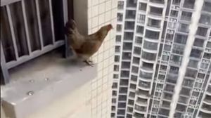 公雞20樓高「拍翅膀」往下跳！8秒影片嚇壞網：還活著嗎
