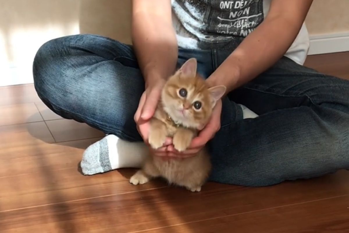 ▲小浪貓自有主意，選名字同張選2次不猶豫：「這個好聽！」。（圖／Instagram：3110ayaka）