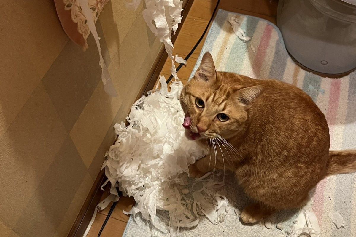 ▲飼主曬行壞證據淚喊：「牠是惡魔！」，橘貓輕蔑舔嘴不認罪。（圖／Twitter：attyuntyun915）