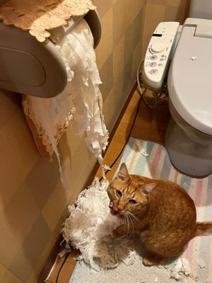 ▲橘貓將廁所中的捲筒衛生紙撕爛，被發現卻完全沒有悔意。（圖／Twitter：attyuntyun915）