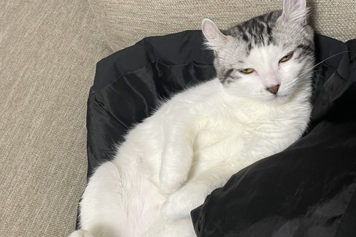 ▲貓咪眼睛無神是生病？獸醫師診斷完1句回覆笑翻飼主：「牠很任性」。（圖／Twitter：NaGi_12_NK）