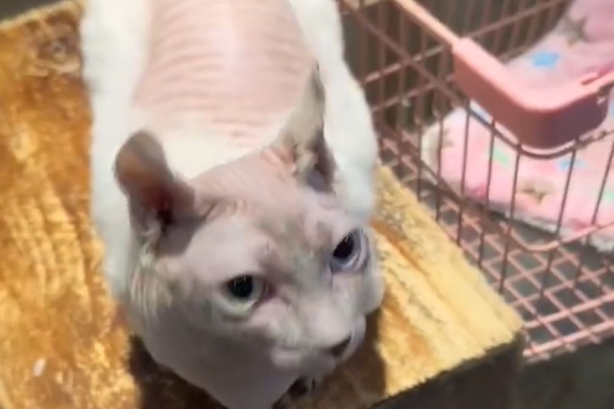 ▲天氣冷無毛貓被凍到長毛，飼主見狀嚇壞：「太誇張了」。（圖／微博：我變成葡萄了）