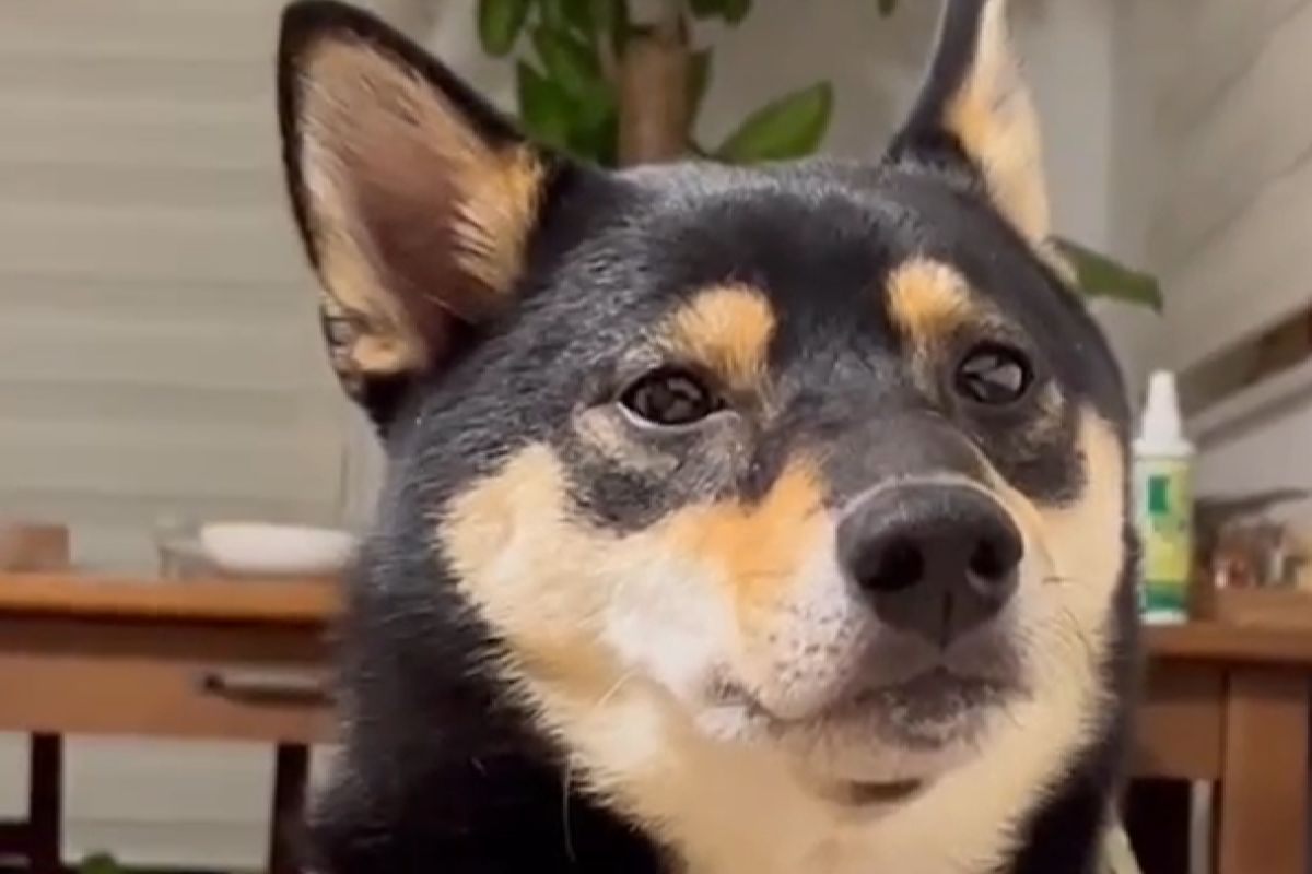 ▲飼主面戴1物嚇壞柴犬，神情緊張絕不對視：「別靠近我」。（圖／Instagram：kotastagram1025）