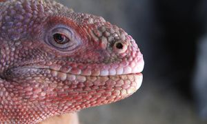 加拉巴戈斯粉紅陸鬣蜥瀕絕種　科學家首見孵化後代
