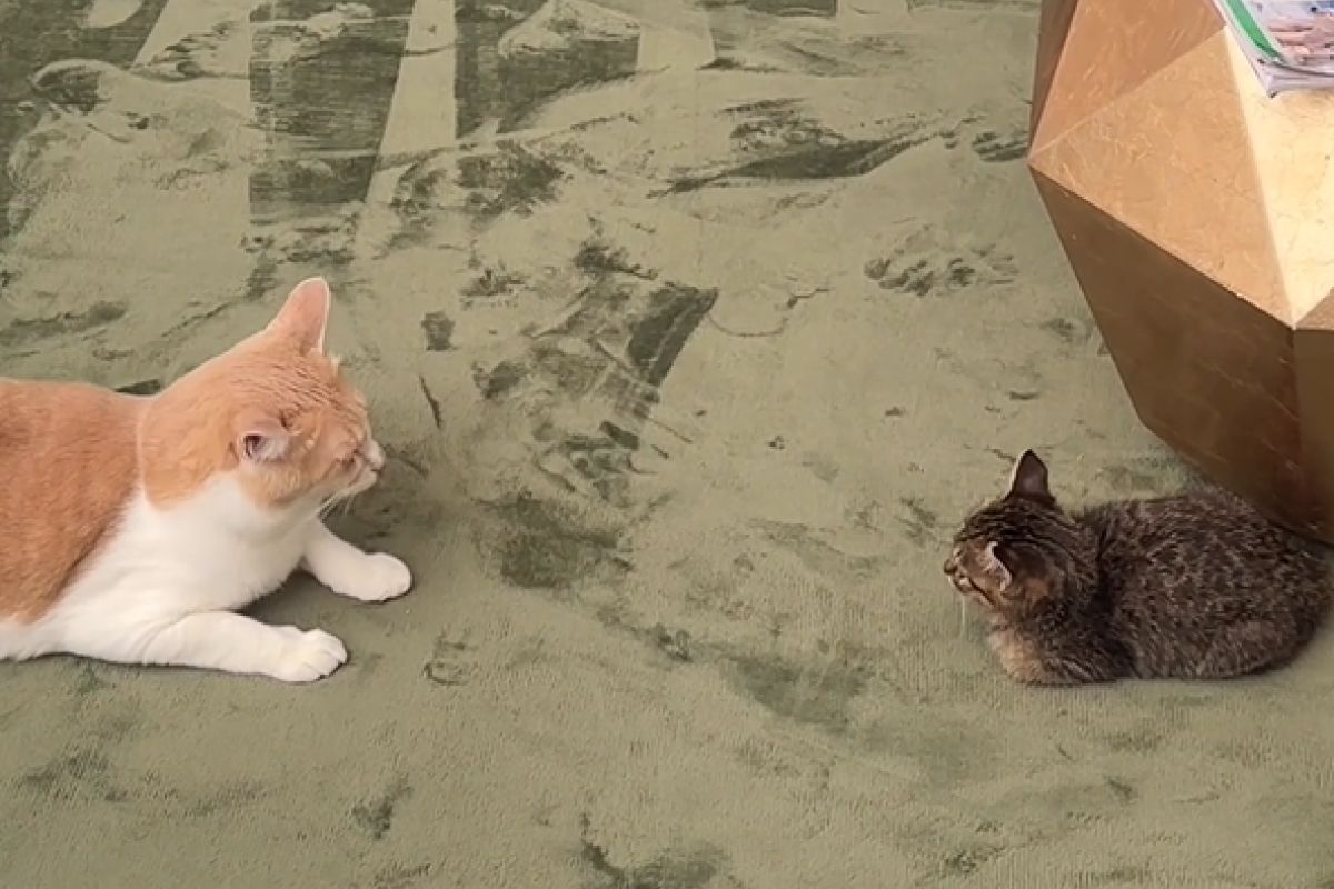 ▲先住貓繞背想偷襲，牠反應呆萌竟意外反將一軍，飼主笑翻。（圖／Instagram：taaaaa_nyaaaaa）