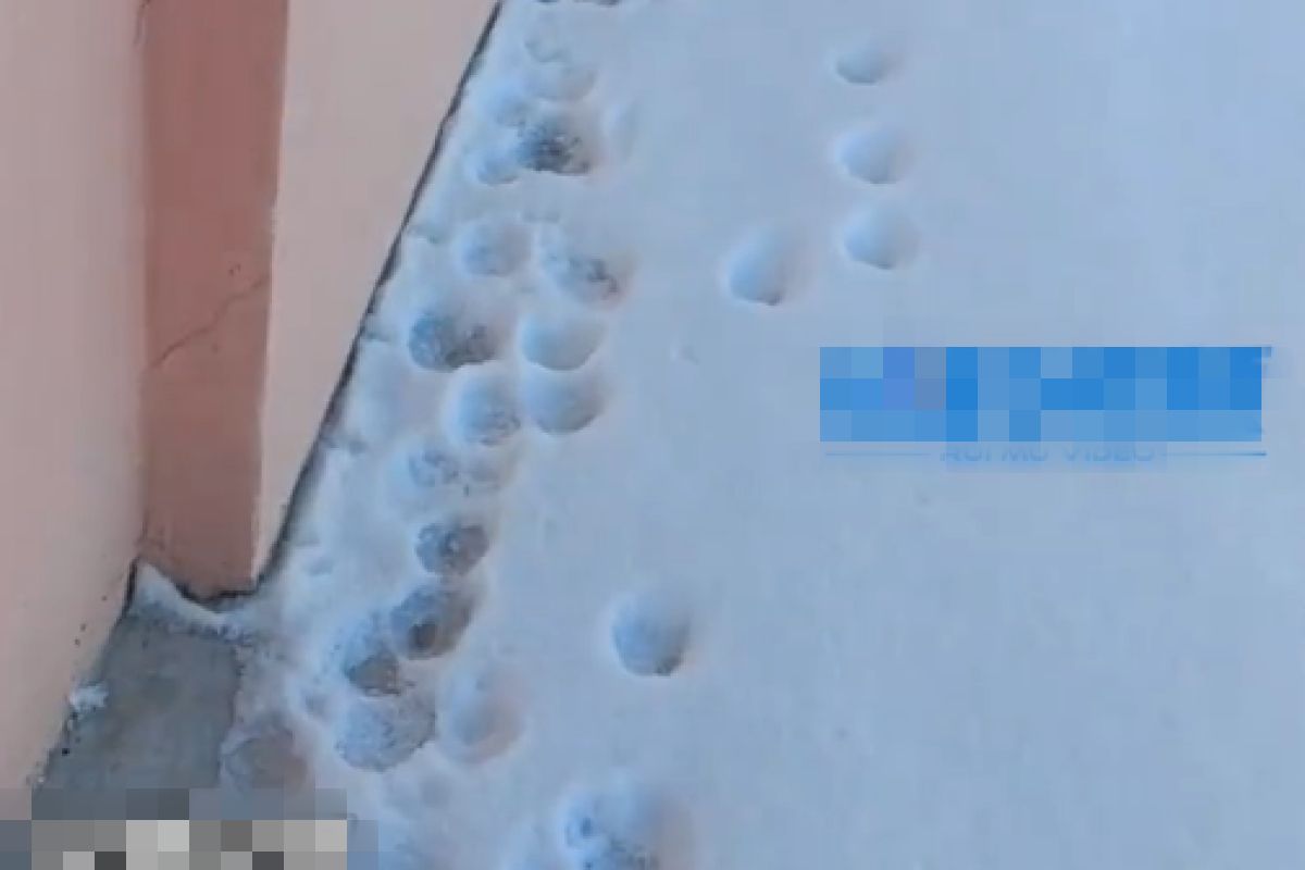 ▲男子見雪中滿滿貓腳印欣喜，跟上後卻見痛心一幕，眾人難過流淚。（圖／微博：銳目視頻）