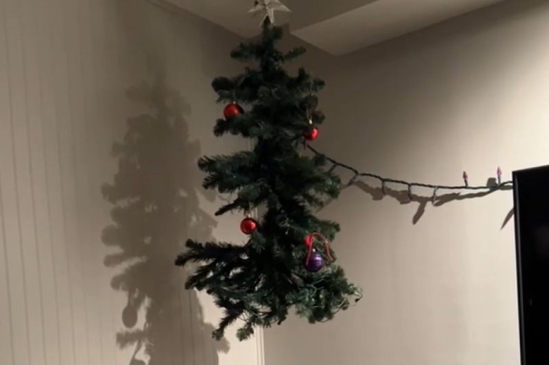 ▲為防貓將聖誕樹掛天上，反而被當大型逗貓棒玩瘋。（圖／Youtube：RMVideos_Jukin）