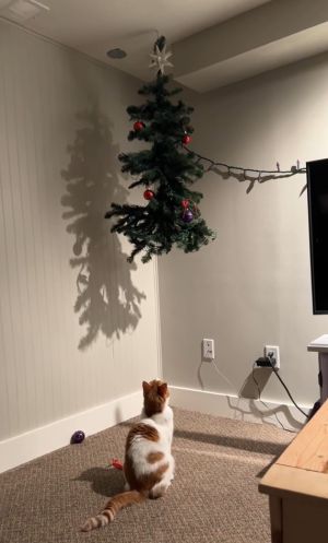 ▲橘白貓Oliver盯著天花板的聖誕樹，小腦袋中似乎正在思考如何上去。（圖／Youtube：RMVideos_Jukin）