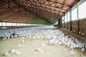 H5N1禽流感來襲！彰化5禽場爆發疫情　全台累計達39例

