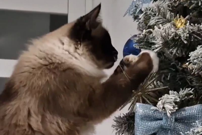 ▲「聖誕樹殺手」不放過任何弄倒樹的機會，養貓人爆共鳴：「過於真實」。（圖／Instagram：jojotheragdollcat）