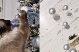 ▲貓貓：這些球不該在樹上！！（一一打落）（圖／Instagram：jojotheragdollcat）