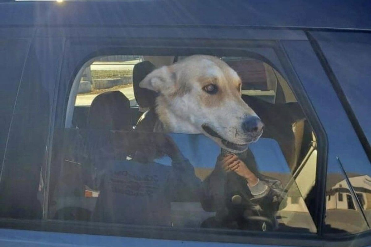 ▲狗狗失蹤14個月，某天現身在2575公里外，飼主接到電話傻眼：「超遠！」。（圖／Sherri Wixted Ford 臉書） 