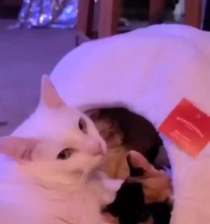 ▲白貓：媽媽，你為什麼不買可以容納三隻貓的冰屋貓窩呢？（圖／Instagram：animal.doctor.leigh）