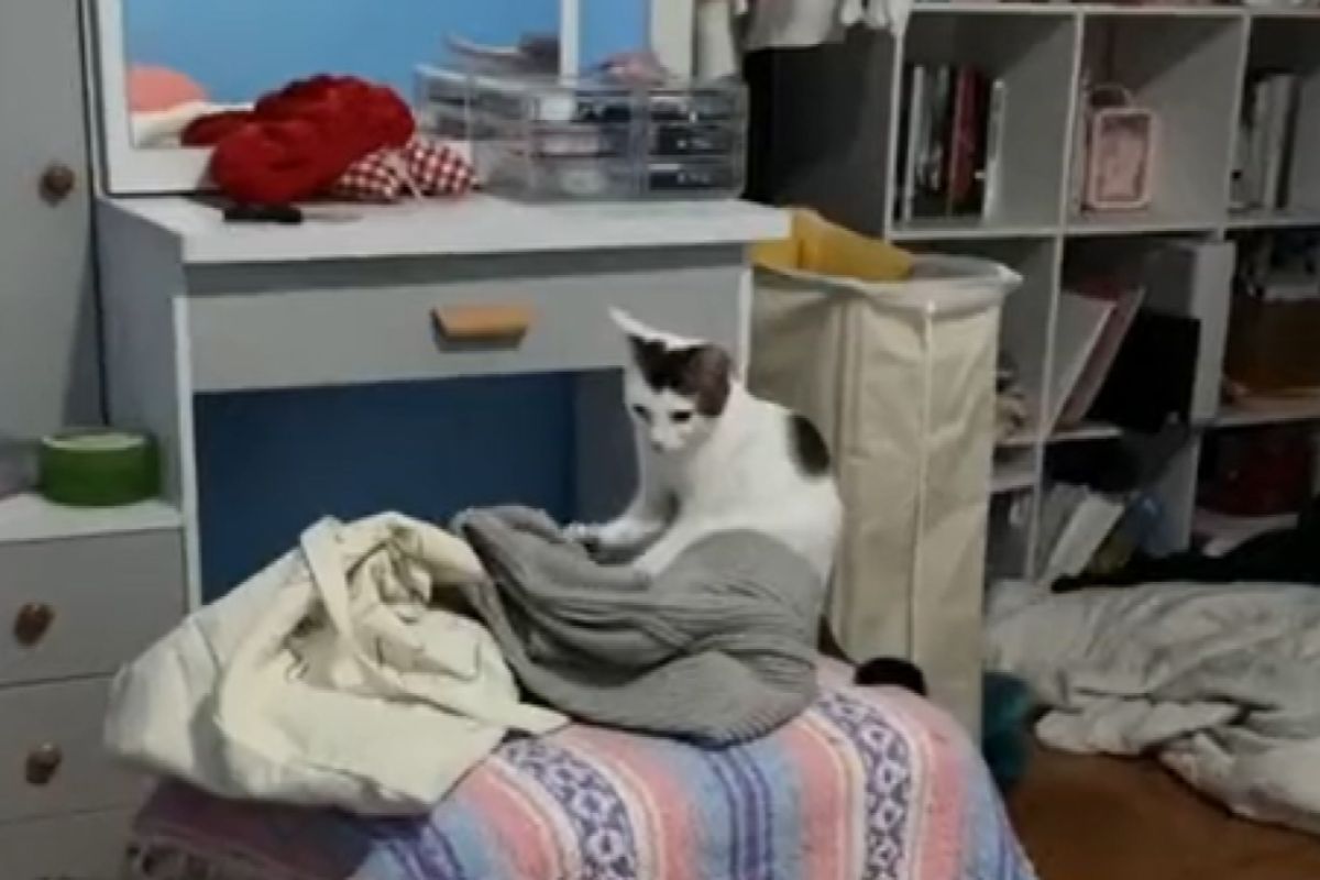 ▲3月齡小奴貓瘋做餅乾，網友眼冒愛心變顧客：「我還要加訂」。（圖／TiKTok：aesniah）