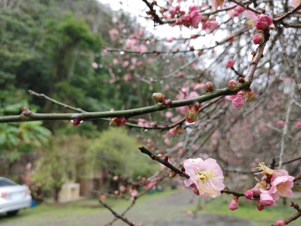 ▲俗話說梅花是「花中君子」越冷越盛開，其實台灣不只梅花在冬季開花，櫻花、鬱金香、薰衣草也是冬季必追花季，攻略趕緊收藏起來！（圖／翻攝自鬍鬚梅園文物館臉書）