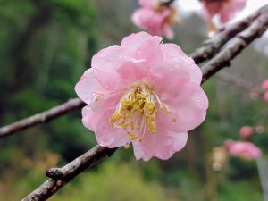 除了常見的白色外,其實還有相當多種顏色,如白色、粉色、紅色、紫色、淺綠色等。 ▲除了常見的白色外,梅花其實還有相當多種顏色,如白色、粉色、紅色、紫色、淺綠色等。(圖/翻攝自鬍鬚園文物館)