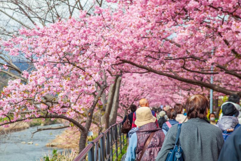 ▲不只雄獅旅遊,可樂旅遊也搶攻明年2月衝日本賞櫻潮,主打搶「東京河津櫻頭香團」,帶旅客搶看全東京最早花季。(圖/可樂旅遊提供)
