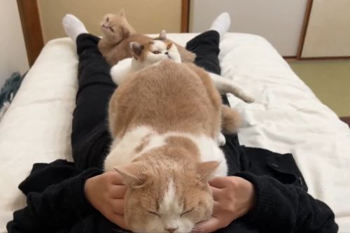 養貓人蓋什麼棉被,奴才曝冬日現狀,網友齊喊:「好痛!」。(圖/Twitter:jirosan77) ▲貓貓:蓋什麼棉被?蓋我們就好啦!(圖/Twitter:jirosan77)