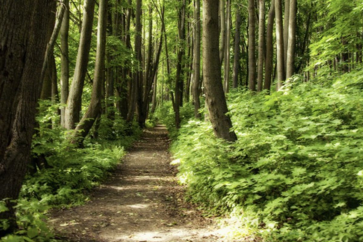 ▲龍貓森林運動喚起日本人保護山林的意識。（示意圖／取自Pixabay）