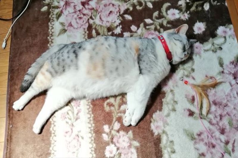 ▲發現被電熱毯打敗的貓，軟爛模樣笑翻網：「霸氣去哪了？」。（圖／Twitter：nyanyanya0902）