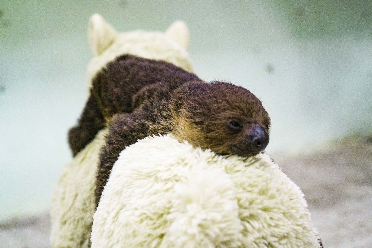 ▲二趾樹獺寶寶像烤焦麵包，黑黑一坨塞媽媽懷裡超萌。（圖／臺北市立動物園授權提供）