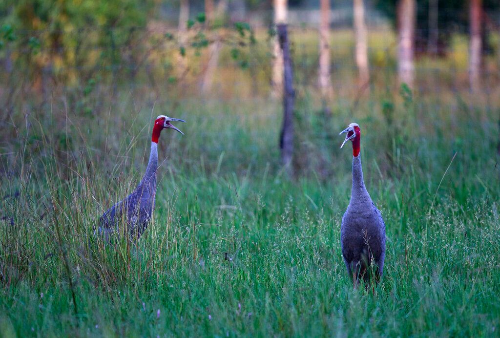 ▲泰國日前成功野放13隻幾近滅絕的泰國東方沙魯斯鶴。資料照。（圖／美聯社／達志影像）